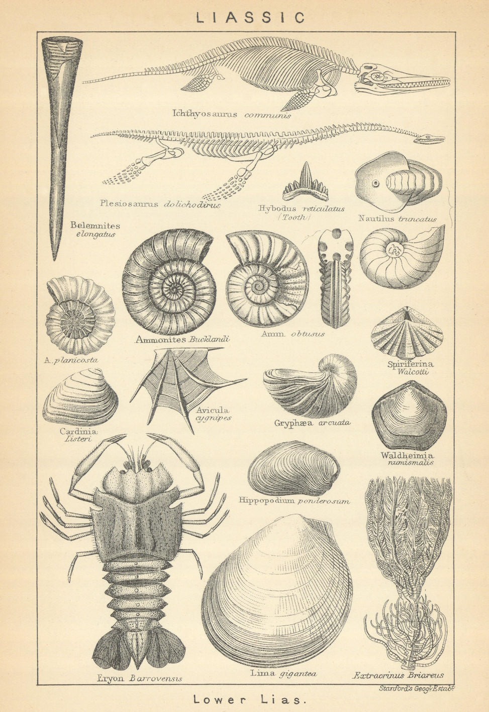 BRITISH FOSSILS. Liassic - Lower Lias. STANFORD 1904 old antique print picture